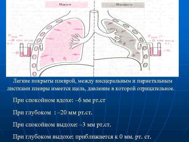 Легкие покрыты плеврой, между висцеральным и париетальным листками плевры имеется щель, давление в которой