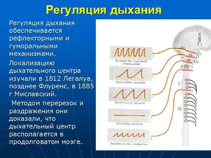 Регуляция дыхания обеспечивается рефлекторными и гуморальными механизмами. Локализацию дыхательного центра изучали в 1812 Легалуа,