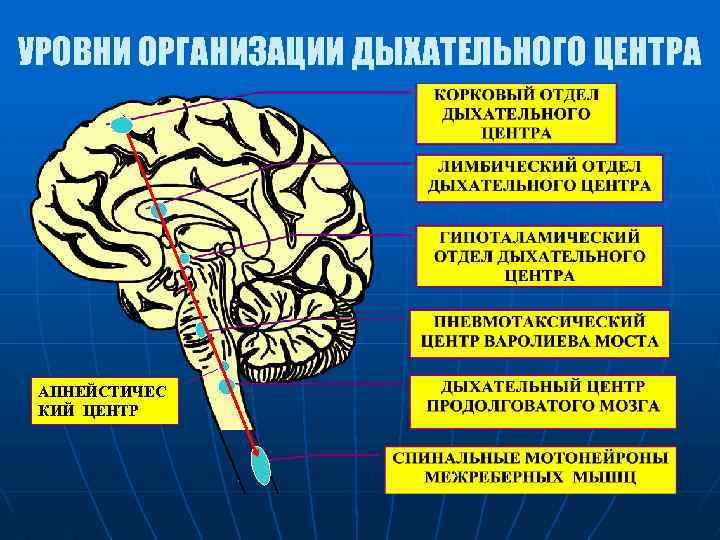 УРОВНИ ОРГАНИЗАЦИИ ДЫХАТЕЛЬНОГО ЦЕНТРА АПНЕЙСТИЧЕС КИЙ ЦЕНТР 