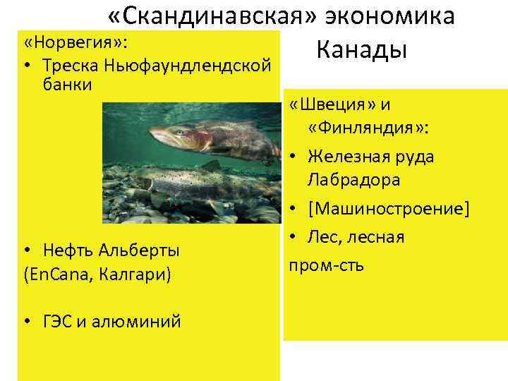  «Скандинавская» экономика «Норвегия» : Канады • Треска Ньюфаундлендской банки • Нефть Альберты (En.