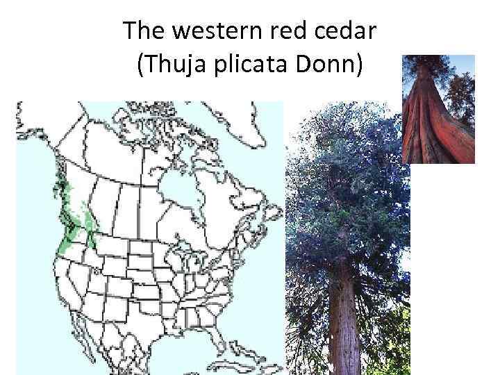 The western red cedar (Thuja plicata Donn) 