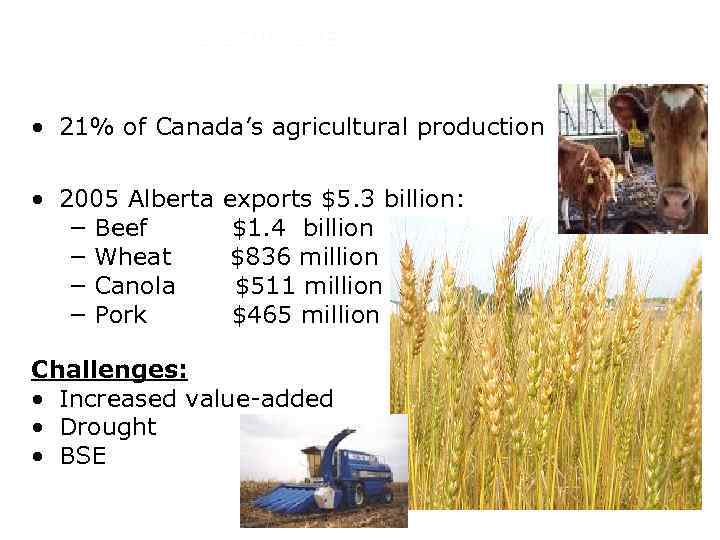 AGRICULTURE • 21% of Canada’s agricultural production • 2005 Alberta − Beef − Wheat