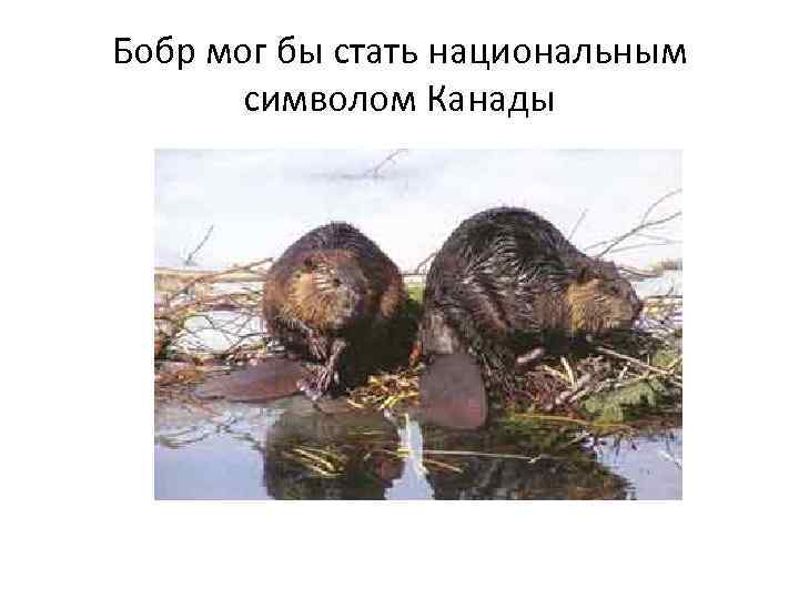 Бобр мог бы стать национальным символом Канады 