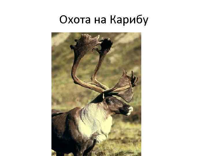Охота на Карибу 