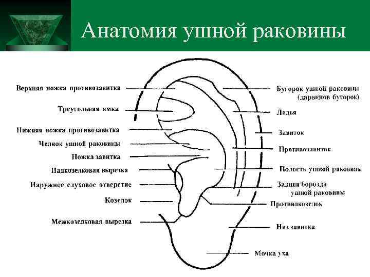 Диагностика по ушной раковине фото и описание