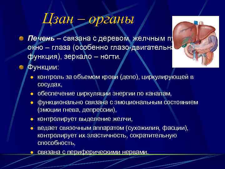 Цзан – органы Печень – связана с деревом, желчным пузырем, окно – глаза (особенно