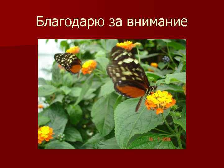 Благодарю за внимание 