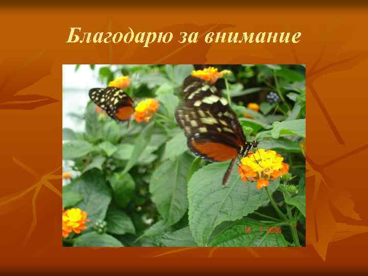 Благодарю за внимание 