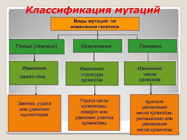 Классификация мутаций схема