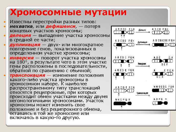 Хромосомные мутации перестройка