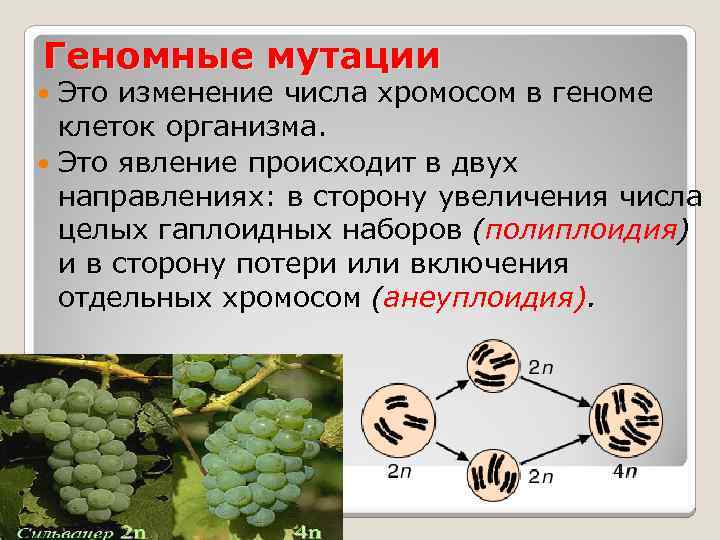 Мутации в клетках тела называется. Изменение числа хромосом в геноме организмов. Геномные мутации это изменения. Полиплоидия это мутация.