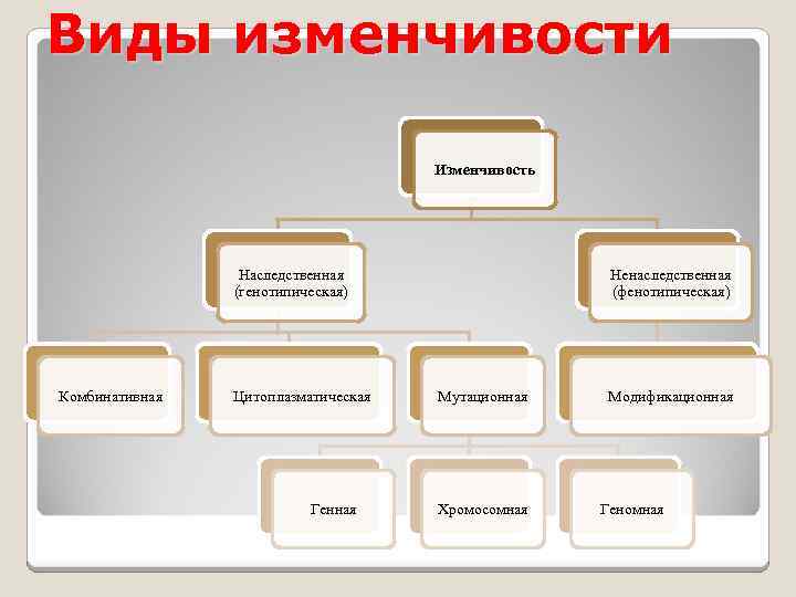 Кроссворд генотипическая изменчивость