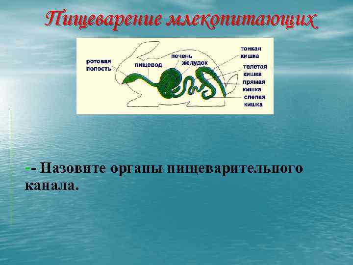 Пищеварение млекопитающих -- Назовите органы пищеварительного канала. 