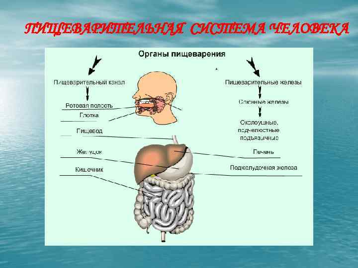 ПИЩЕВАРИТЕЛЬНАЯ СИСТЕМА ЧЕЛОВЕКА 