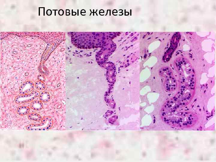 Потовые железы 