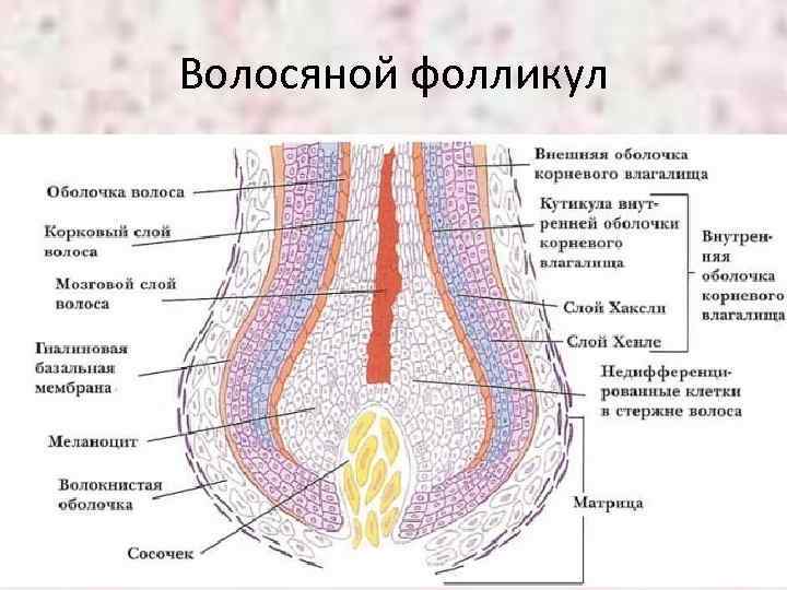 Волосяной фолликул 