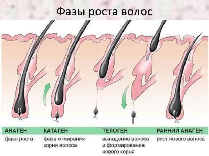 Фазы роста волос 