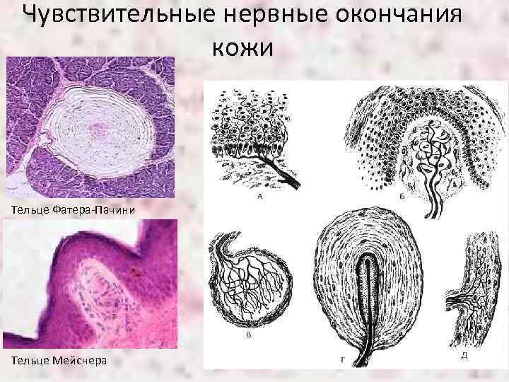 Чувствительные нервные окончания кожи Тельце Фатера-Пачини Тельце Мейснера 
