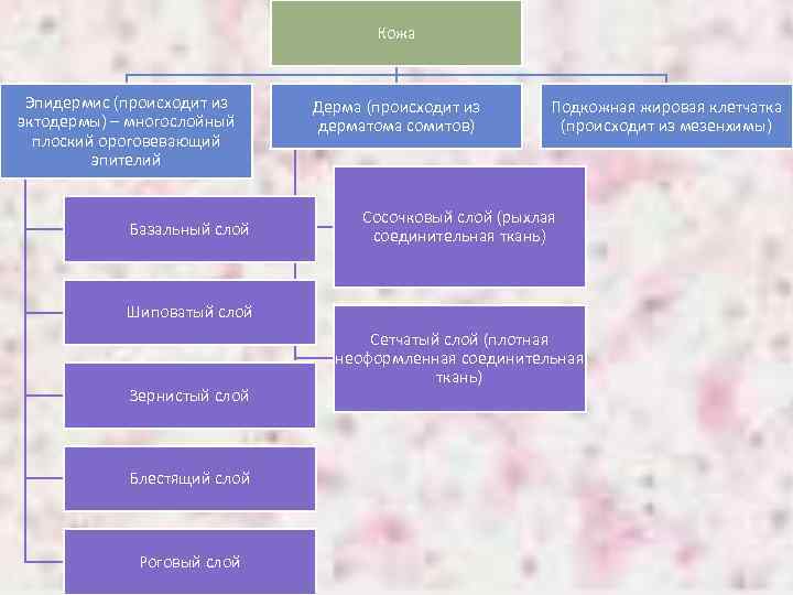 Кожа Эпидермис (происходит из эктодермы) – многослойный плоский ороговевающий эпителий Базальный слой Дерма (происходит