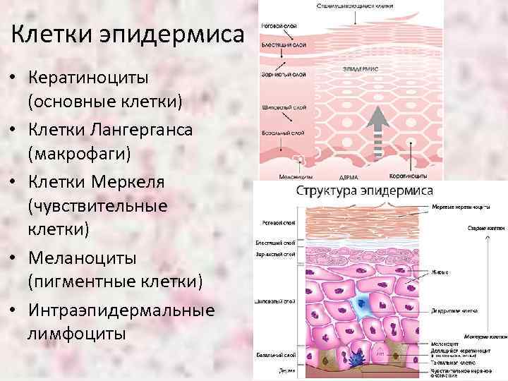 Клетки эпидермиса • Кератиноциты (основные клетки) • Клетки Лангерганса (макрофаги) • Клетки Меркеля (чувствительные