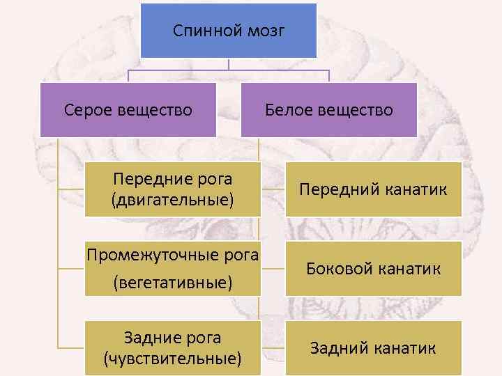 Спинной мозг Серое вещество Передние рога (двигательные) Промежуточные рога (вегетативные) Задние рога (чувствительные) Белое