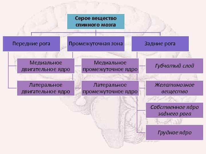 Серое вещество спинного мозга Передние рога Промежуточная зона Задние рога Медиальное двигательное ядро Медиальное