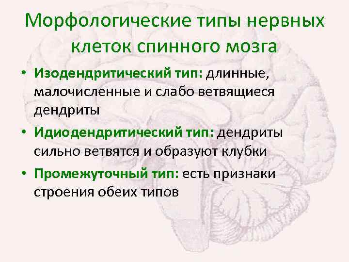 Морфологические типы нервных клеток спинного мозга • Изодендритический тип: длинные, малочисленные и слабо ветвящиеся