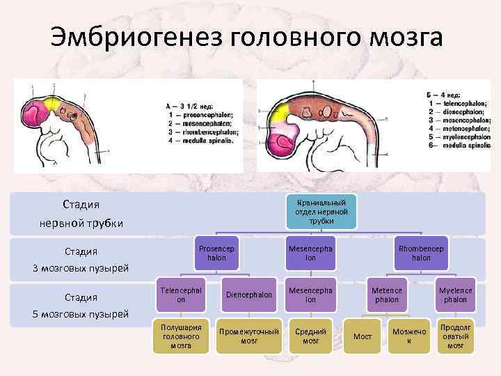 Эмбриогенез головного мозга Стадия Краниальный отдел нервной трубки Стадия 3 мозговых пузырей Стадия Prosencep