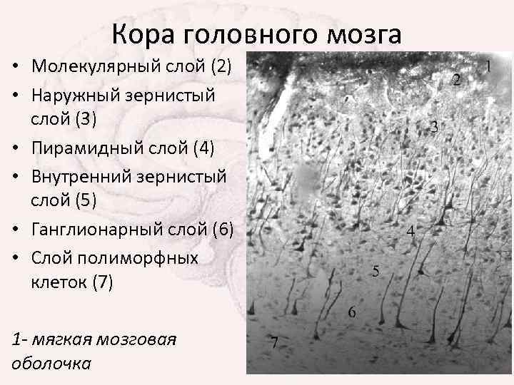 Кора головного мозга • Молекулярный слой (2) • Наружный зернистый слой (3) • Пирамидный