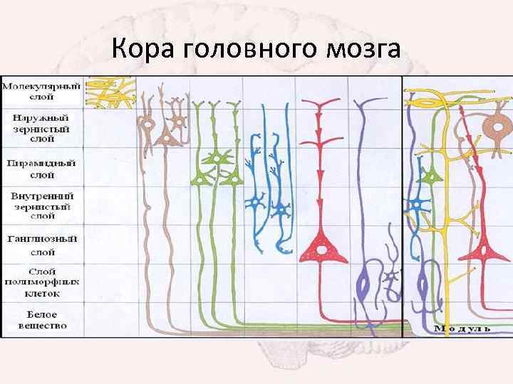 Кора головного мозга 