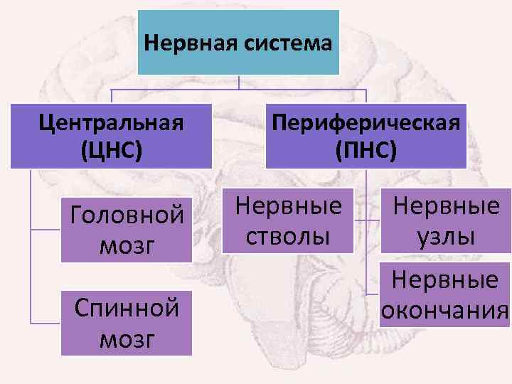 Нервная система Центральная (ЦНС) Головной мозг Спинной мозг Периферическая (ПНС) Нервные стволы Нервные узлы