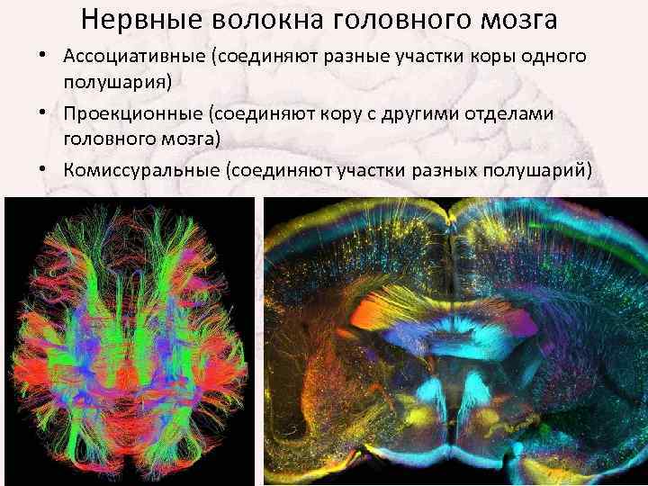 Нервные волокна головного мозга • Ассоциативные (соединяют разные участки коры одного полушария) • Проекционные