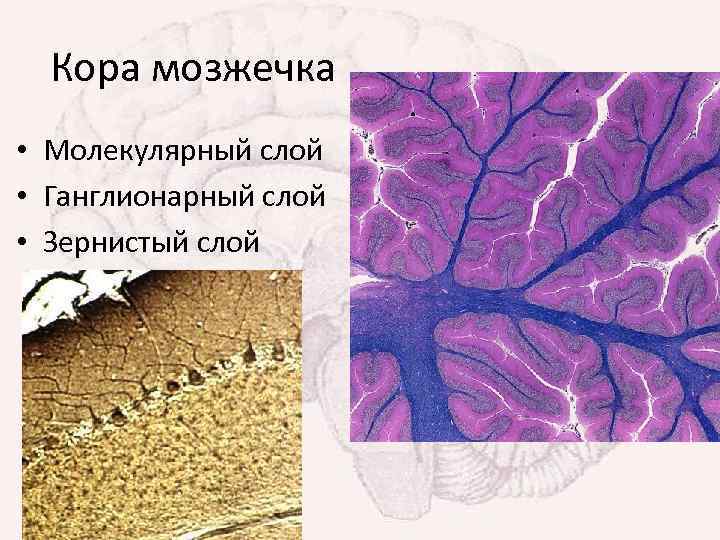 Кора мозжечка • Молекулярный слой • Ганглионарный слой • Зернистый слой 