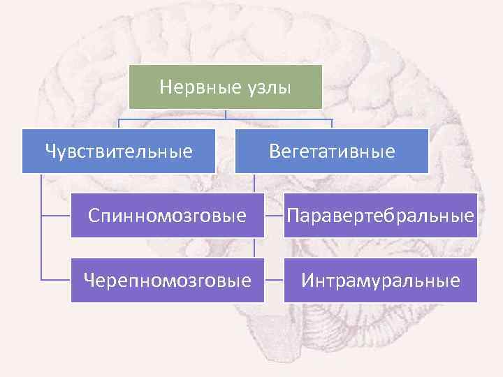 Нервные узлы Чувствительные Вегетативные Спинномозговые Паравертебральные Черепномозговые Интрамуральные 