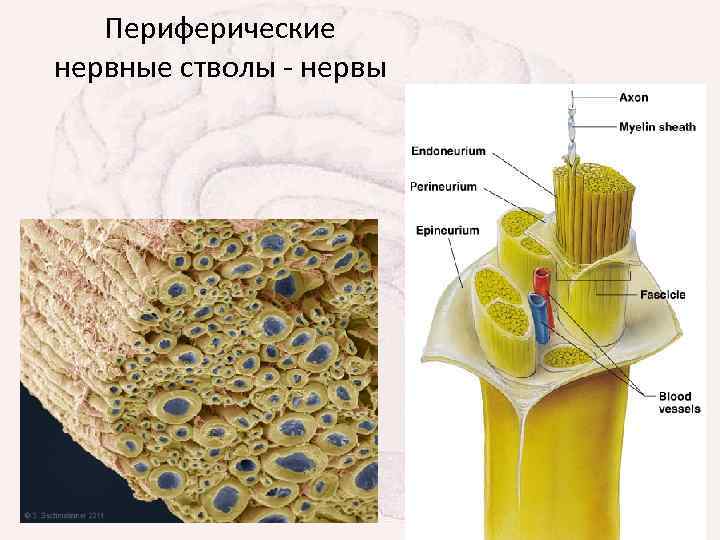 Периферические нервные стволы - нервы 