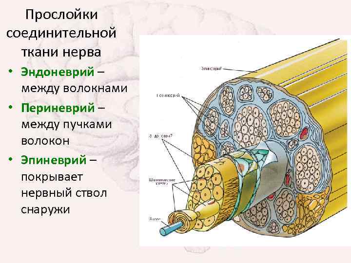 Прослойки соединительной ткани нерва • Эндоневрий – между волокнами • Периневрий – между пучками