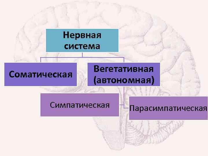 Нервная система Соматическая Вегетативная (автономная) Симпатическая Парасимпатическая 