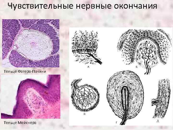 Чувствительные нервные окончания Тельце Фатера-Пачини Тельце Мейснера 