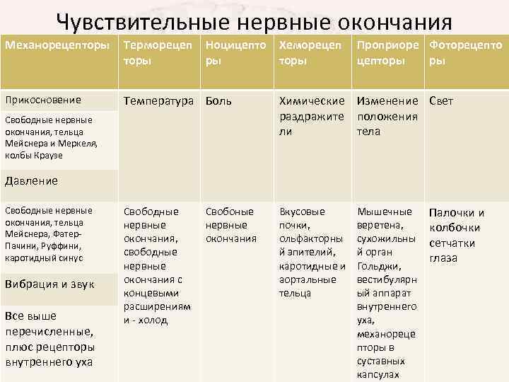 Чувствительные нервные окончания Механорецепторы Терморецеп торы Ноцицепто Хеморецеп ры торы Прикосновение Температура Боль Химические