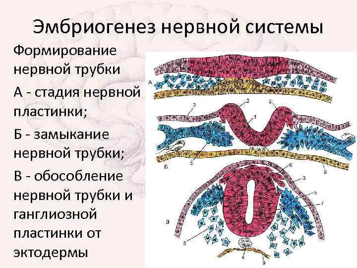 Эмбриогенез нервной системы Формирование нервной трубки А - стадия нервной пластинки; Б - замыкание
