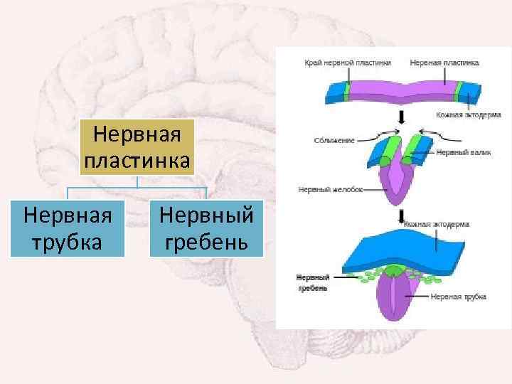 Нервная пластинка Нервная трубка Нервный гребень 