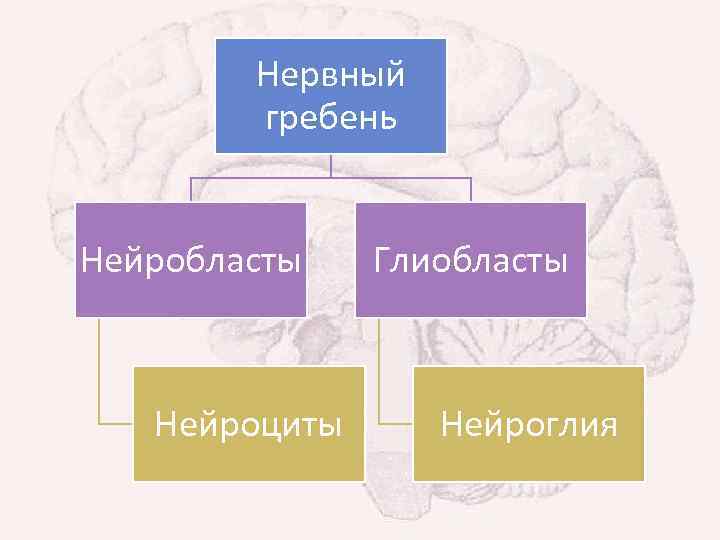 Нервный гребень Нейробласты Нейроциты Глиобласты Нейроглия 