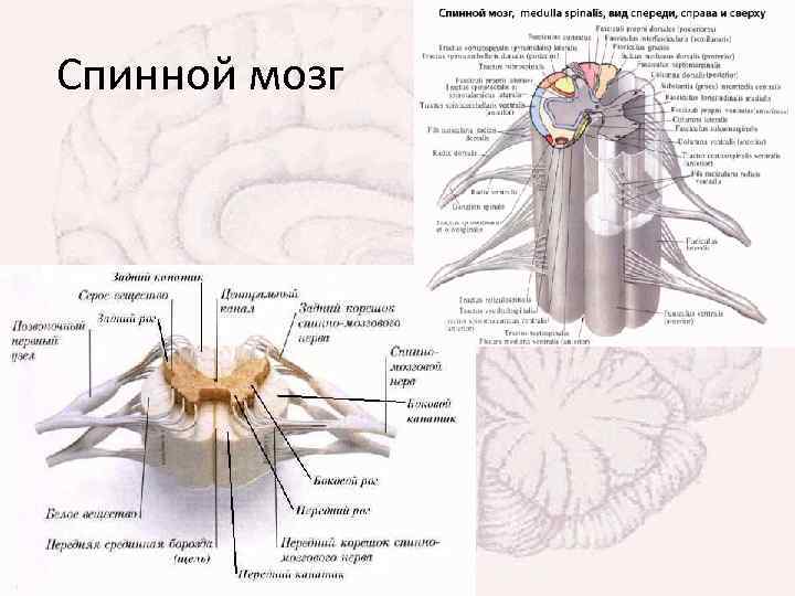 Спинной мозг 