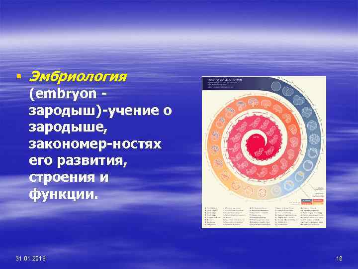 § Эмбриология (embryon зародыш)-учение о зародыше, закономер-ностях его развития, строения и функции. 31. 01.