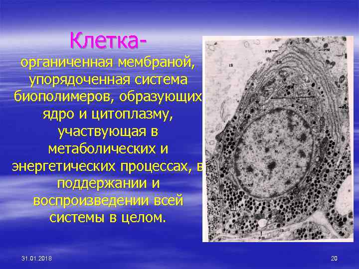 Клетка- органиченная мембраной, упорядоченная система биополимеров, образующих ядро и цитоплазму, участвующая в метаболических и
