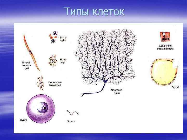 Типы клеток 
