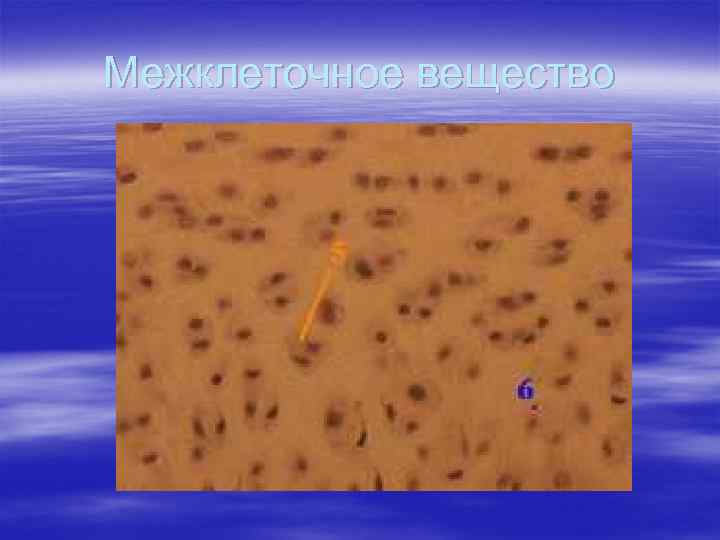 Межклеточное вещество 