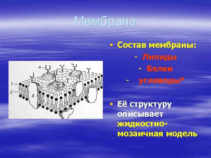 Мембрана § Состав мембраны: - Липиды - Белки - углеводы* § Её структуру описывает
