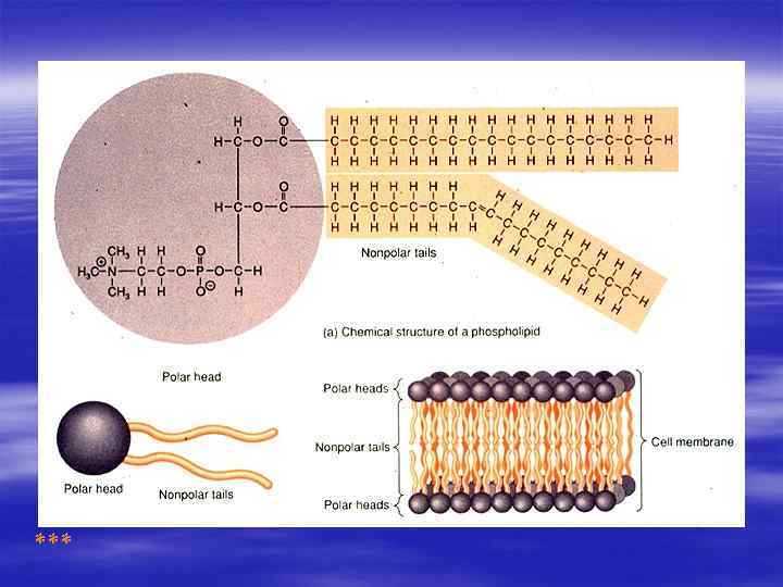 Phospholipids *** 
