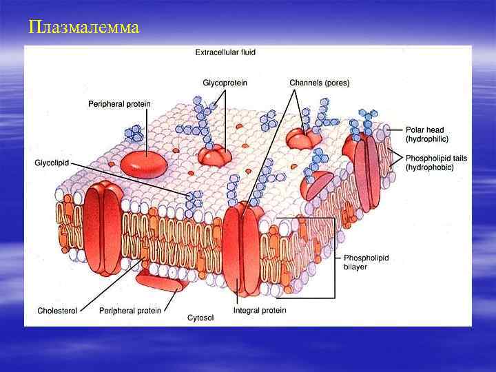 Плазмалемма 
